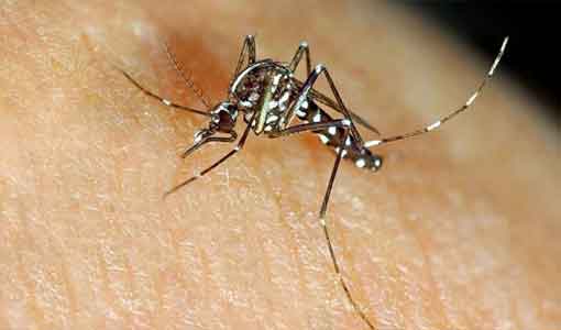 Mosquito - Dengue Control